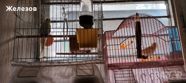 Папагали Рейнбоу , снимка 1