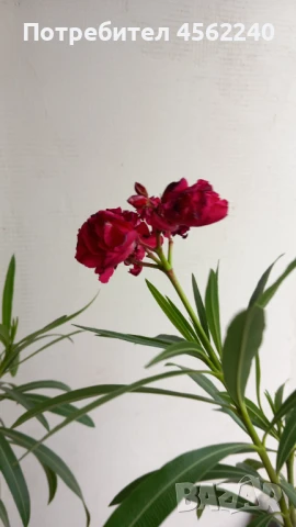 Олеандри (зокуми), снимка 2 - Стайни растения - 51409254