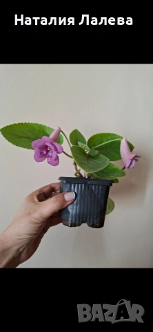 Синингия, sinningia Lucent heart, снимка 3 - Стайни растения - 54326184