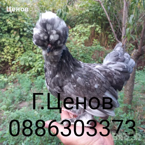 Чифтове струмски бантам, снимка 3 - други­ - 49315454