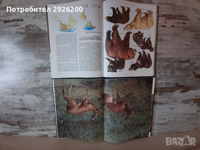 ЕНЦИКЛОПЕДИЯ ЗА ЖИВОТНИ 5БР., снимка 6 - Енциклопедии, справочници - 38065436