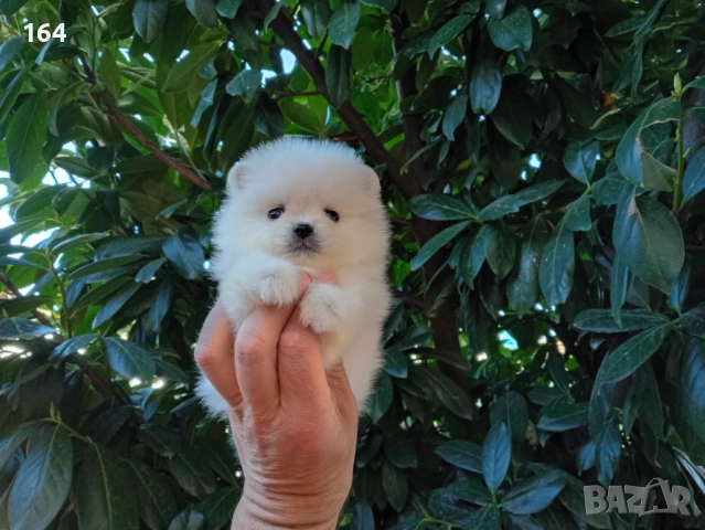 Мъжки мини Померан. Реални снимки !!!