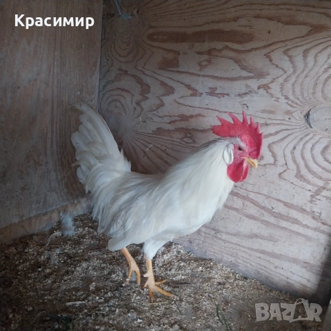 Петел бял Легхорн