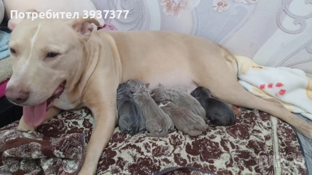 Бебета питбули, снимка 1