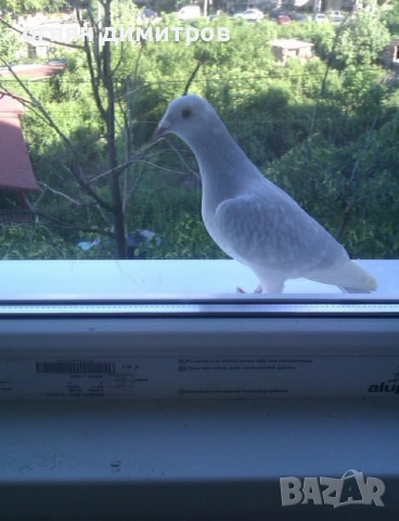  130лв ОБРЪЩАНЕ на прозорец, шпакловане, боядисване на жилища  650лв едностаен/едноцветно/празен