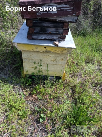 Кошери за пчели., снимка 3 - Други животни - 54258602