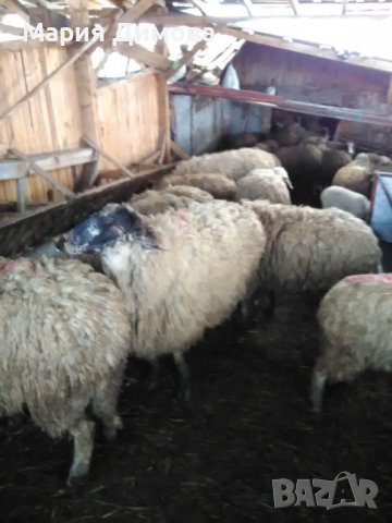 Продават се кочове,шилета и агнета, снимка 9 - Овце - 39505595