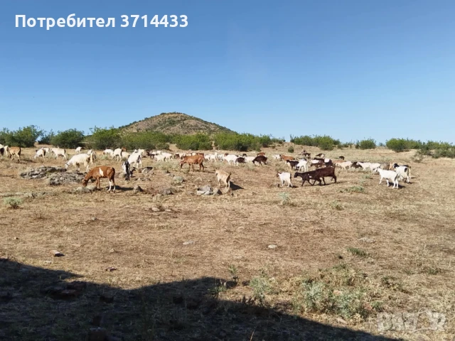 Продавам кози, снимка 3 - Кози - 50921088