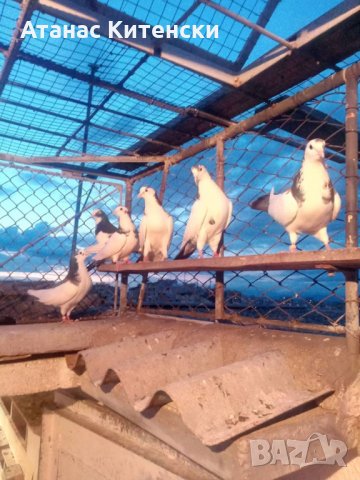 Гълъби високолетачи ПАЗАРДЖИШКИ!, снимка 2 - Гълъби - 30137742