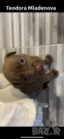 Продавам питбулчета 