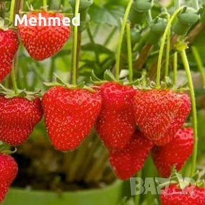 Продавам разсад целогодишни ягоди сорт Малинг шампион