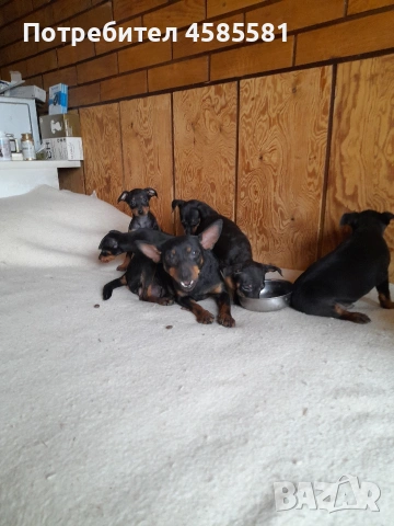 Сърнисти пинери, снимка 10 - Пинчер - 52995417