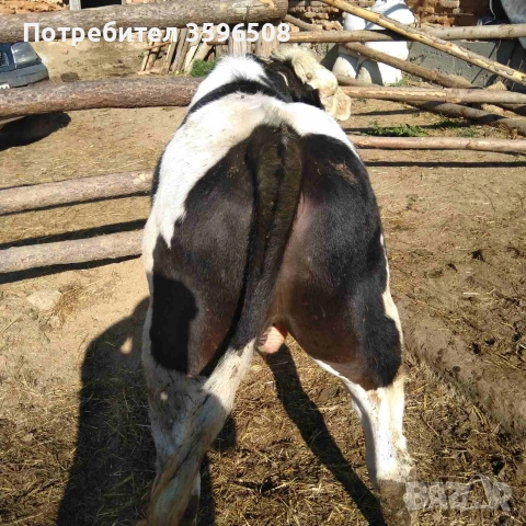 Телета Копривщица , снимка 4 - Крави - 54306693