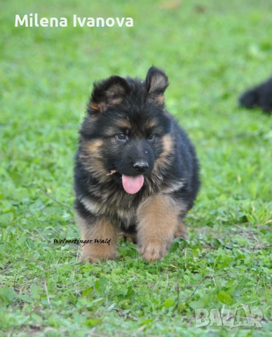 Легитимен развъдник разполага с кученца с дълъг косъм , снимка 2 - Немска овчарка - 52635144