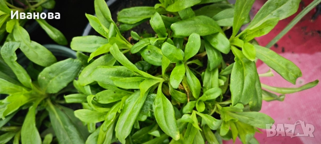 Топ карамфил, снимка 2 - Градински цветя и растения - 52201897