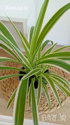 Хлорофитум Chlorophytum comosum , снимка 2 - Стайни растения - 55329443