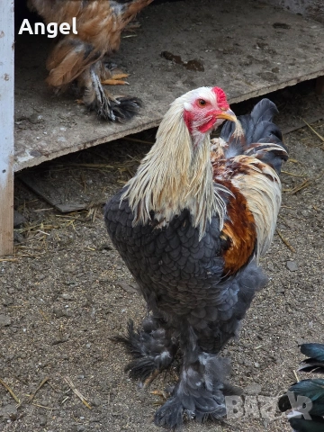 Петли брама , снимка 4 - Кокошки и пуйки - 53881571