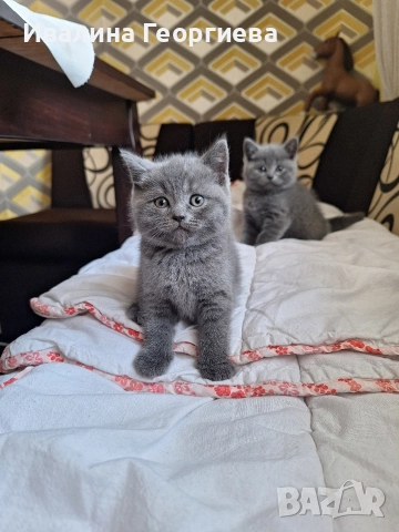 британска късокосместа, снимка 2 - Британска късокосместа - 52619229