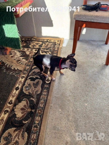 Продавам, снимка 3 - Чихуахуа - 52937983