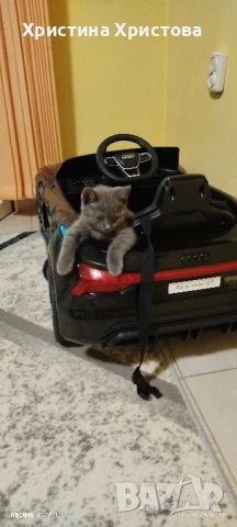 британски котета , снимка 1