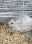 Продавам малко сладко зайче , снимка 4