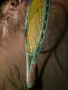 Тенис пакета Yonex 100inc., снимка 7