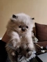 Уникални персийски котенца , снимка 4