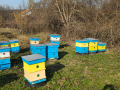 Пчелни семейства със сандъци, снимка 1 - За пчели - 44465138