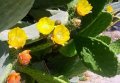 Продавам кактус опунция, снимка 1 - Градински цветя и растения - 40076420