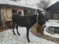 Продавам магаре, снимка 2