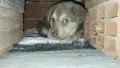Продавам бебе кученце на 2 месеца! 🐶, снимка 1
