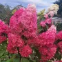 Хортензия Пиникулата Фрайз Мелба, Hydrangea pan.’Fraise melba’, снимка 3