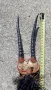 Рога от африканска антилопа , снимка 2