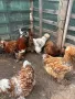 яйца от Струмски кокошки, снимка 3