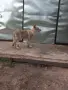 Чехословашки вълчак, снимка 3