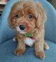 Cavapoo/Mini poodle , снимка 4
