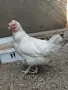 Домашни кокошки, снимка 2
