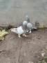 Продавам гълъби *, снимка 7