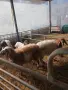 Продавам овце, мъжки шилета, кочове, снимка 6