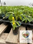 Разсад - домати, пипер, краставици, снимка 3