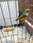 Продавам гулдови амадини , снимка 2