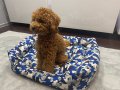 Кучешко / котешко легло в синьо - бял цвят + подарък играчка за дом. любимец. , снимка 1 - За кучета - 39096725