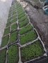 Разсади домати,пипер,краставици,тиквички,марули,патладжан,дини,пъпеши и др, снимка 3