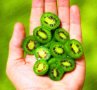 Киви Actinidia arguta Issai - МИНИ КИВИ – малко познато и много вкусно!, снимка 12