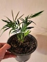 Палма Хамедорея елегантс в саксия ф13 , снимка 5