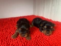 Мини и стандартни Йорки мъжки 35 дни и Супер мини Йорки мъжки 1,5 кг на две години, снимка 2