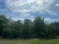 Продажба на къща в село Батишница , снимка 6