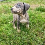 питбул / питбулчета , снимка 6