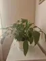 Цветя Домашни Стайни , снимка 2