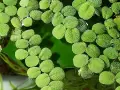 Растения за аквариум  Салвиния Минима, снимка 1
